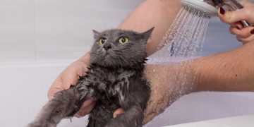 A grey cat getting a bath.