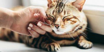 A cat getting his head scratched by a human hand
