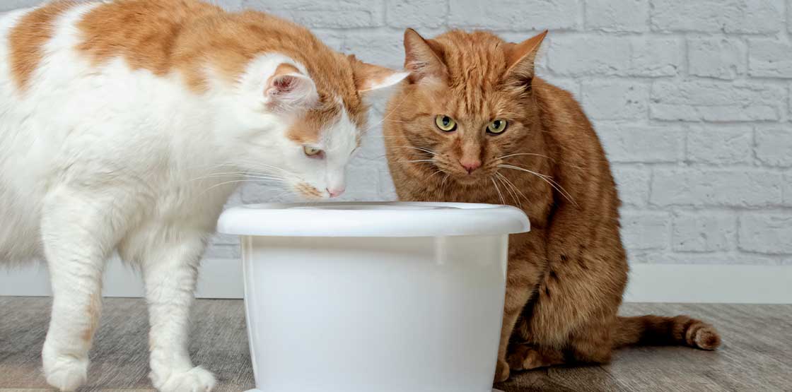 Two cats drinking out of a white cat water fountain.