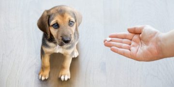 A puppy looks up at a human hand with a vitamin pill in it.