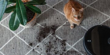 A cat sitting next to plant soil on a carpet.