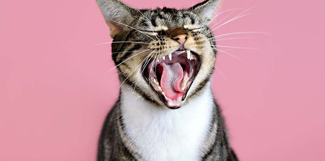 A brown and white cat yawning in front of a pink background.