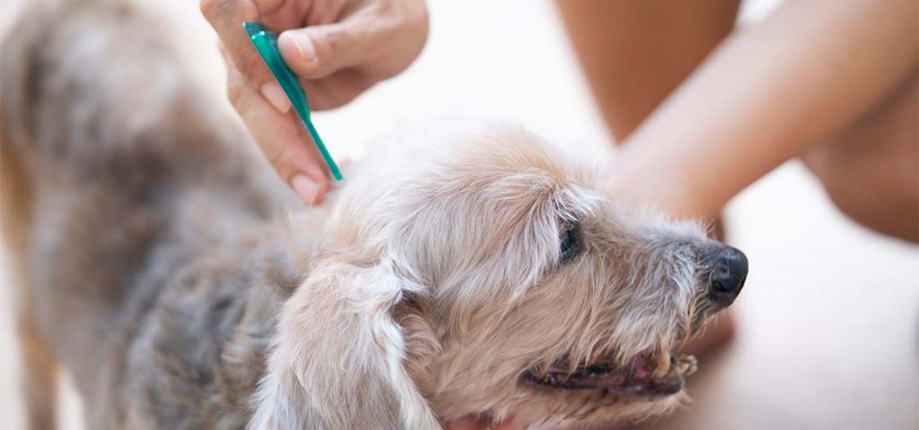 An owner applying flea treatment to their dog.