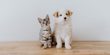 best dog breeds for cats