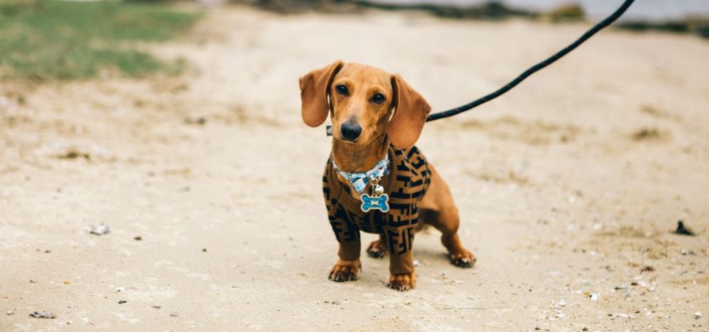 A mini dachshund