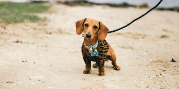 A mini dachshund