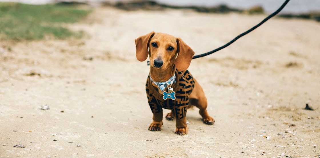 A mini dachshund