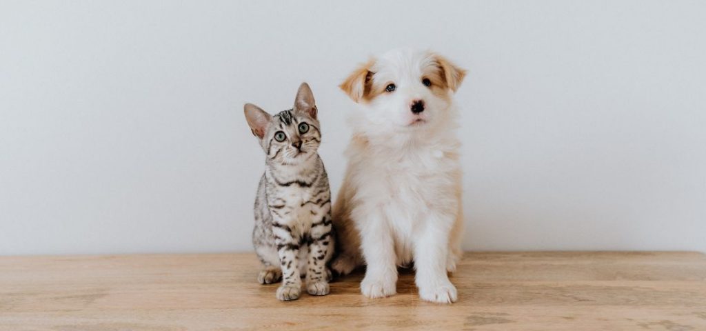 best dog breeds for cats